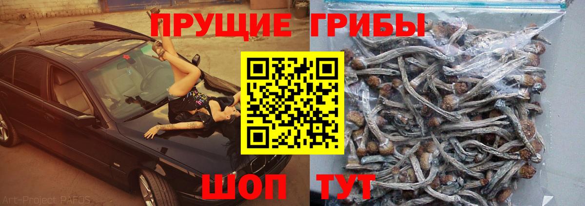 Галлюциногенные грибы Psilocybine cubensis Жигулёвск